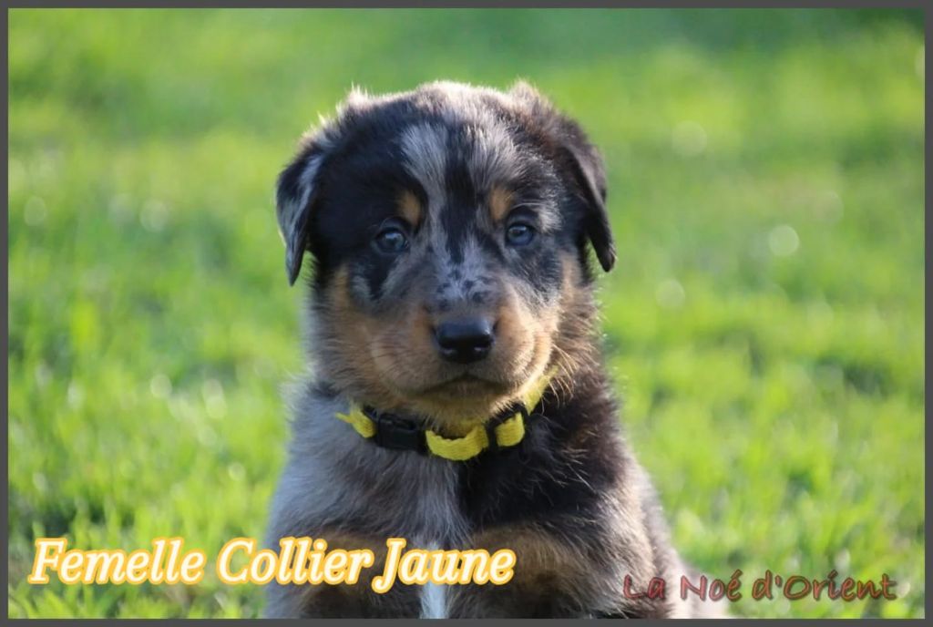 A   CENDRÉE de la Noé d'Orient