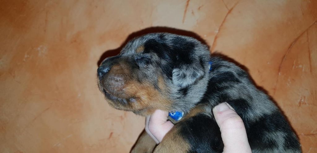 O'SHERKAN CENDRE de la Noé d'Orient