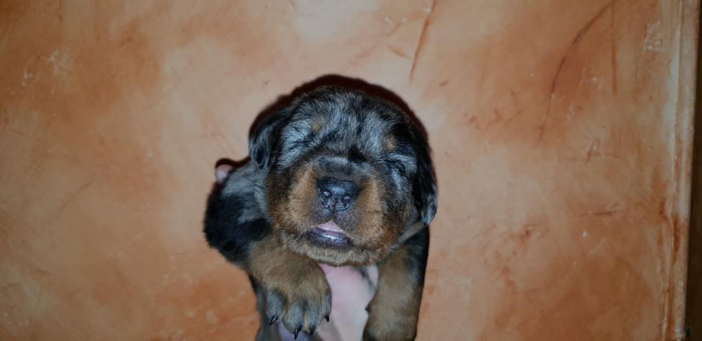 OPIUM CENDRE de la Noé d'Orient