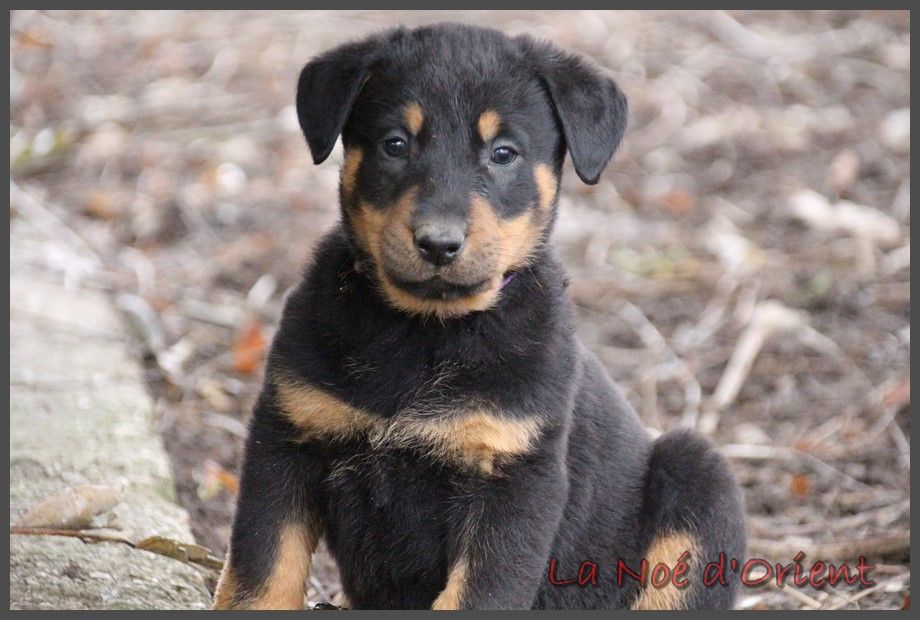 UMA de la Noé d'Orient