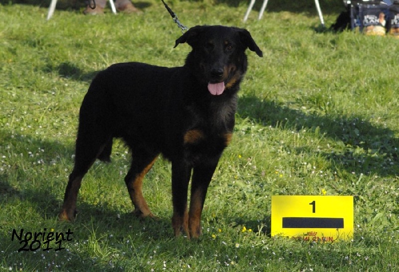CH. Elliot de la Noé d'Orient - 1er classe inter et 2eme Meilleur Mâle