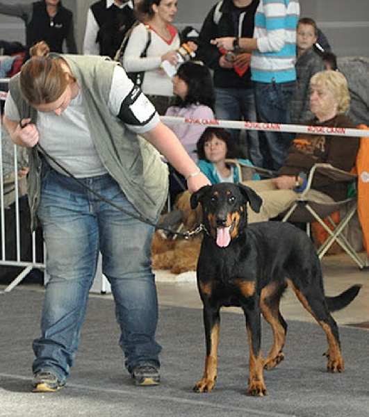 CH. Hisme leny blackgorge - 1ere EXC + VDH + CAC + CACIB + MEILLEUR de RACE