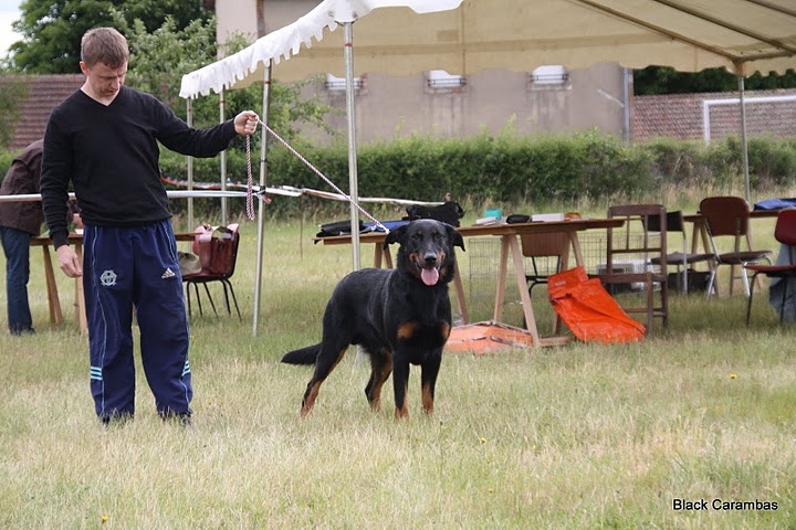 CH. Elliot de la Noé d'Orient - EXC+ cotation 4