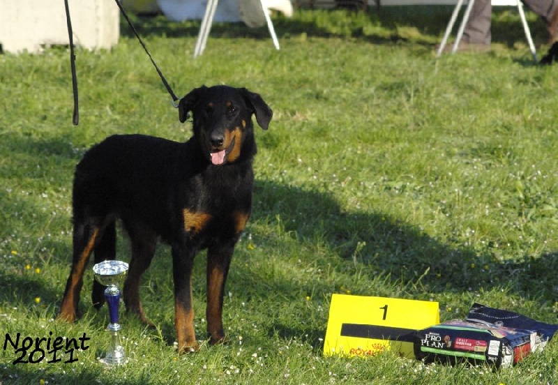 CH. Hisme leny blackgorge - 1ere classe jeune