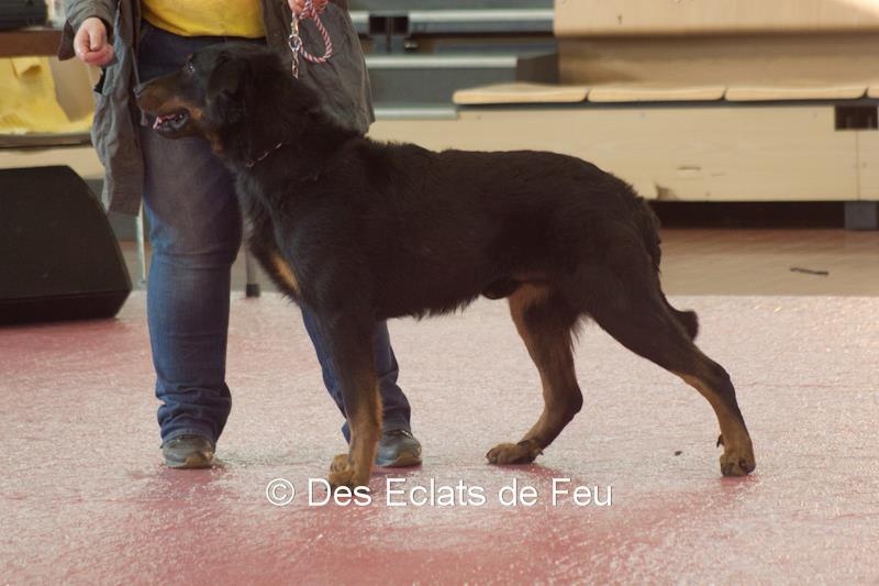 CH. Elliot de la Noé d'Orient - 1er EXC & CACIB