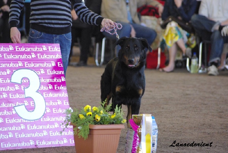 CH. Elliot de la Noé d'Orient - 1er EXC CERT/CACIB/BOB/BOG3