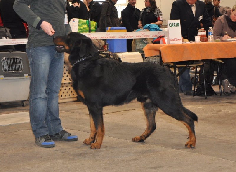 CH. Elliot de la Noé d'Orient - 2eme EXC