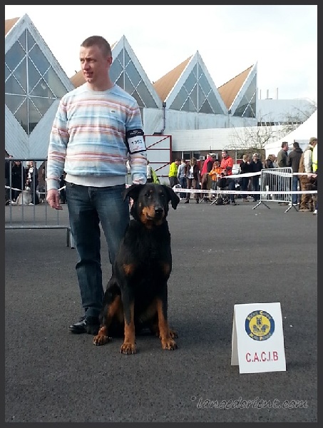 CH. Hisme leny blackgorge - 1ere EXC CACIB & MEILLEUR FEMELLE