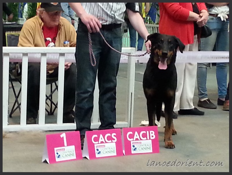 CH. Hisme leny blackgorge - 1ere EXC CACS / CACIB & MEILLEUR de RACE