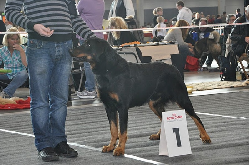 CH. Elliot de la Noé d'Orient - 1er EXC + VDH + CAC + CACIB