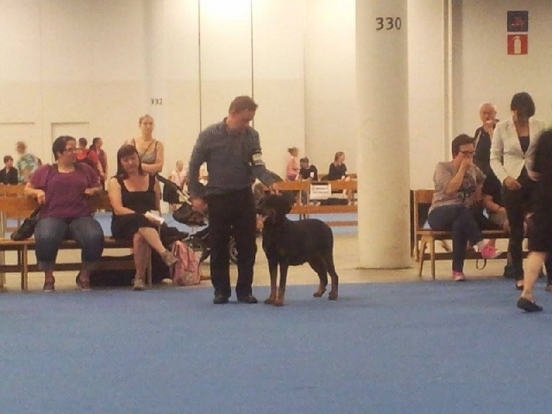 CH. Hisme leny blackgorge - 1ere EXC classe champuion femelle