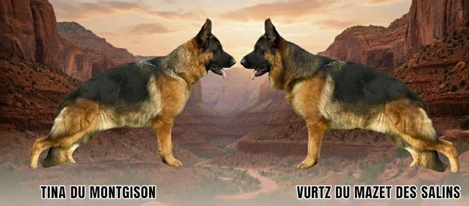 Berger Allemand - Du mazet des salins