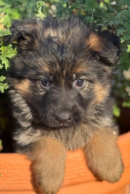 Les chiots de Berger Allemand