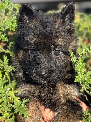 Les chiots de Berger Allemand