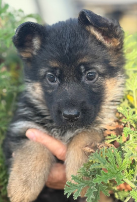 Les chiots de Berger Allemand