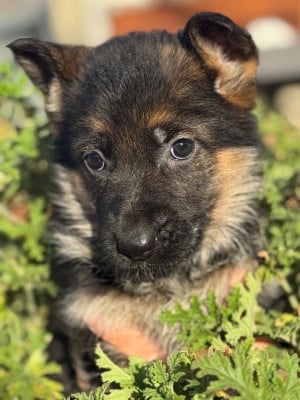 Les chiots de Berger Allemand