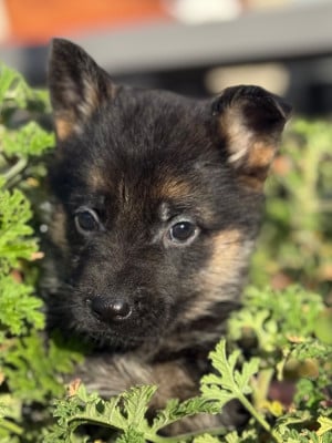 Les chiots de Berger Allemand