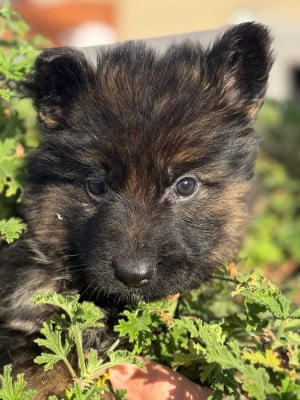 Les chiots de Berger Allemand