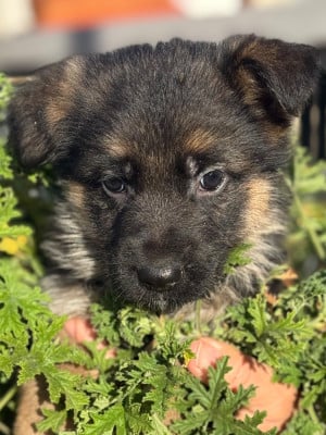 Les chiots de Berger Allemand