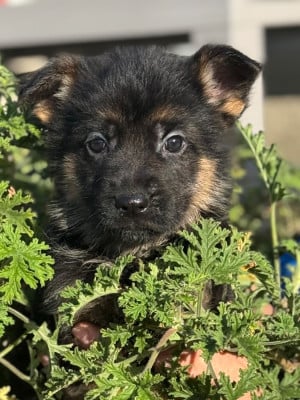 Les chiots de Berger Allemand