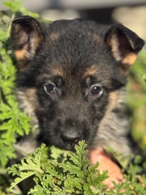 Les chiots de Berger Allemand