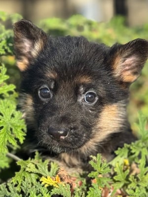 Les chiots de Berger Allemand