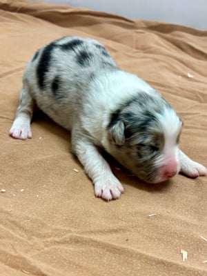 Les chiots de Berger Australien