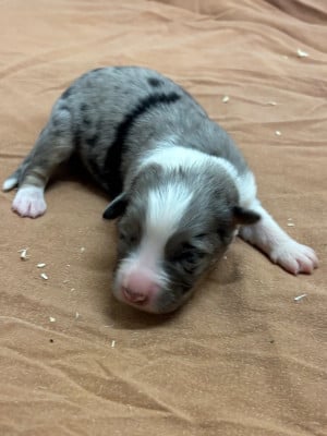 Les chiots de Berger Australien