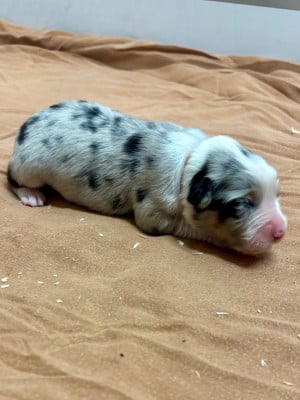 Les chiots de Berger Australien