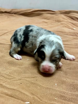 Les chiots de Berger Australien