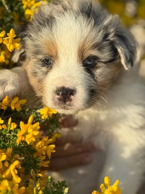 Les chiots de Berger Australien