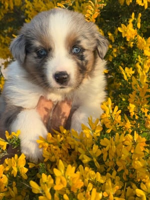 Les chiots de Berger Australien
