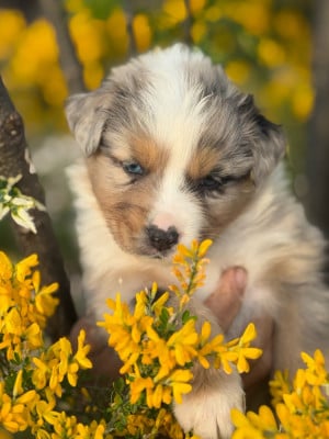 Les chiots de Berger Australien