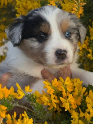 Les chiots de Berger Australien