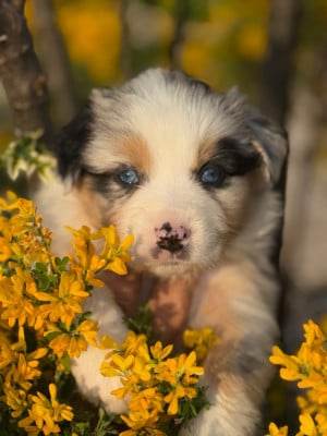 Les chiots de Berger Australien
