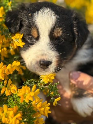 Les chiots de Berger Australien