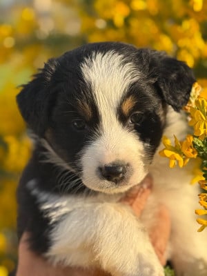 Les chiots de Berger Australien