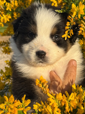 Les chiots de Berger Australien