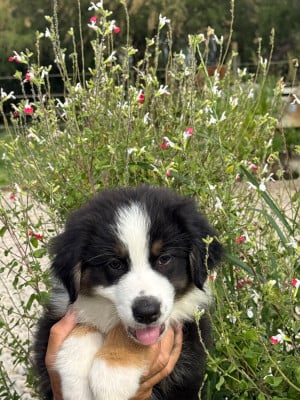Les chiots de Berger Australien