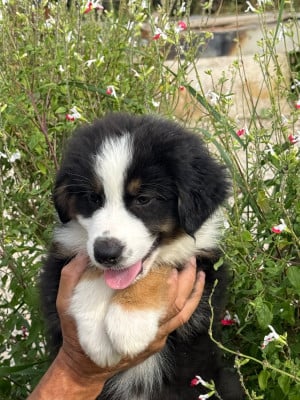 Les chiots de Berger Australien