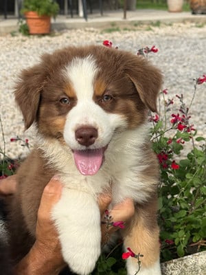 Les chiots de Berger Australien