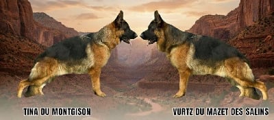 Les chiots de Berger Allemand