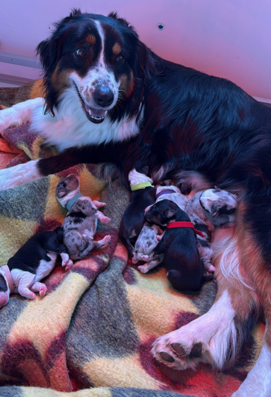 Berger Australien - Du mazet des salins