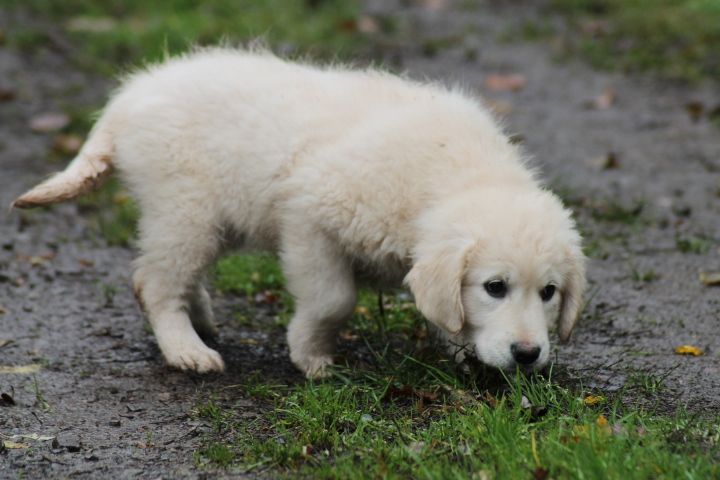 Publication : Du rivage des mille etangs Auteur : Christelle