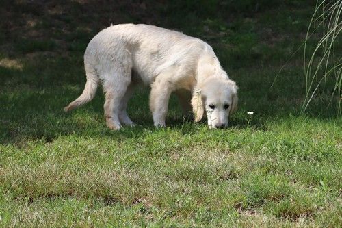 Publication : Du rivage des mille etangs Auteur : Christelle 06 juillet 2023