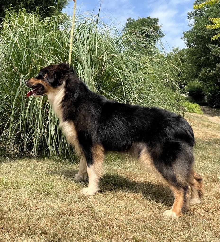 V' flash Du rivage des mille etangs