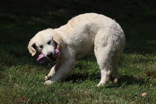 Publication : Du rivage des mille etangs Auteur : Christelle 06 juillet 2023