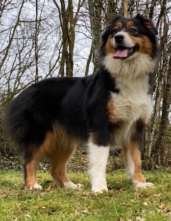 Tweenie Du rivage des mille etangs