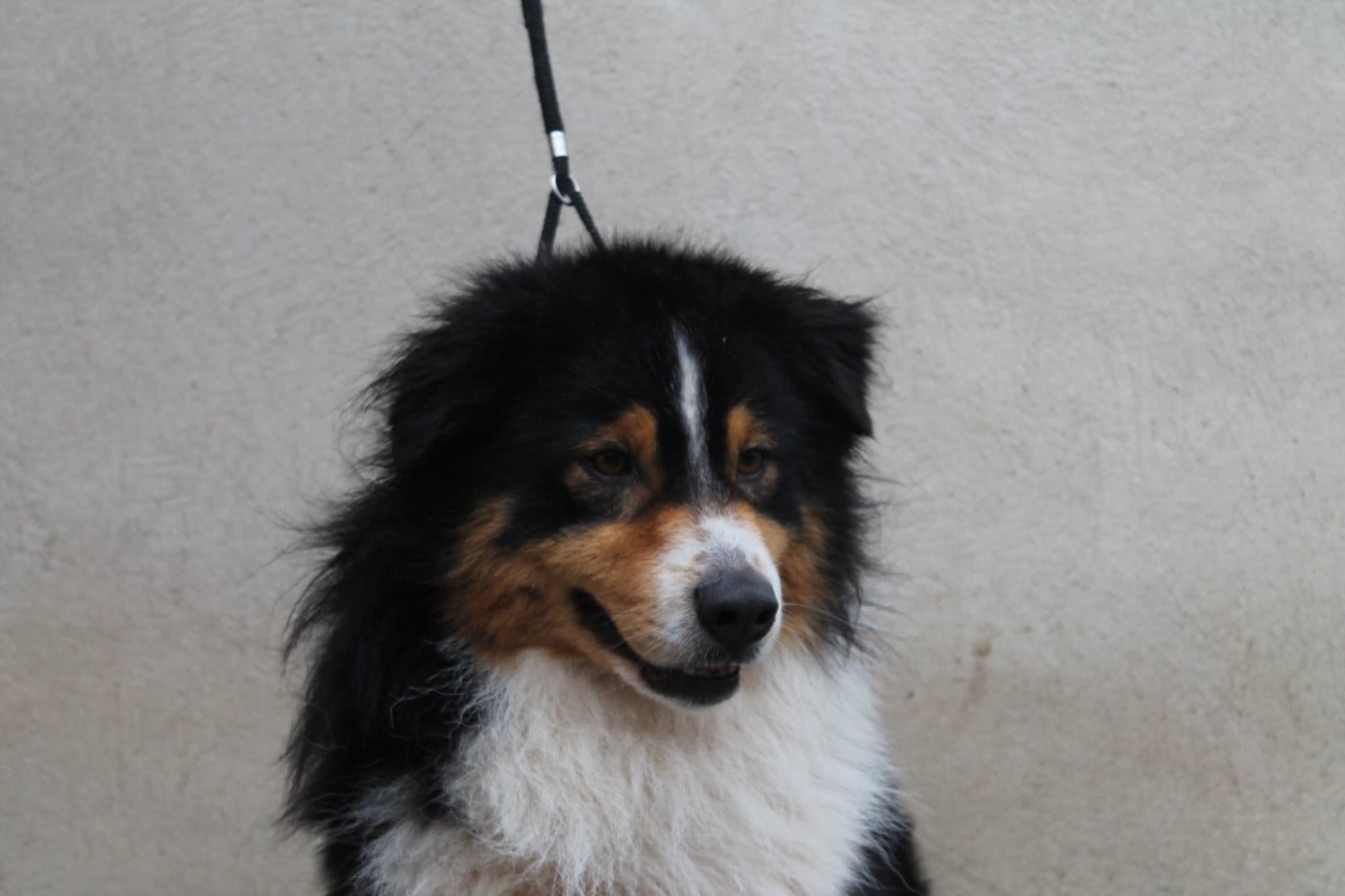 Tiago Du rivage des mille etangs