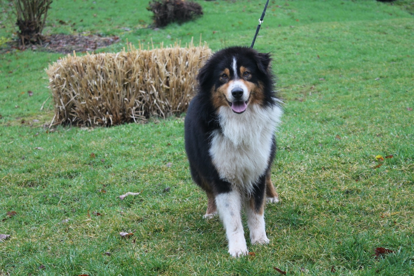 Tiago Du rivage des mille etangs